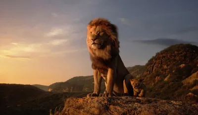 Lion King Idea Animals Wallpaper 4K 3000x1749