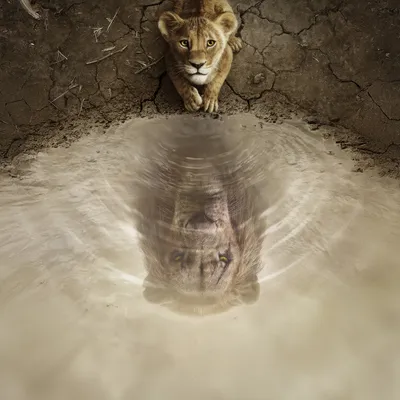 Mufasa Lion King Animals Wallpaper 4K 1600x1600