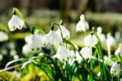 Dark White Wallpaper Nature Wallpaper 4K 6000x4000 White, Flower, Nature, Snowdrop, Hd, Desktop, Wallpaper, Landscape, 4k