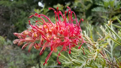 Grevillea Also Know Spider Flower Nature Wallpaper 4K 3264x1836 Grevillea, Also, Know, As, Spider, Flower, Proteas), Brown, Gray, Ultrawide, QHD