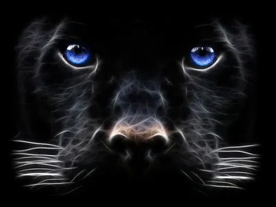 Definition Close Black Panther Black/Dark Wallpaper 4K 1920x1440 A, High-definition, Desktop, Wallpaper:, Features, Striking, Close-up, Black, Panther, Piercing, Blue, Eyes, Gray, Landscape, Full HD