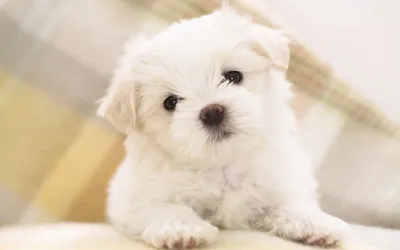 Vibrant Cute Wallpaper Abstract Wallpaper 4K 1920x1200 Hd, Desktop, Wallpaper, Featuring, A, Cute, Maltese, Puppy, White, Fluffy, Coat, Looking, Ultrawide, Full HD
