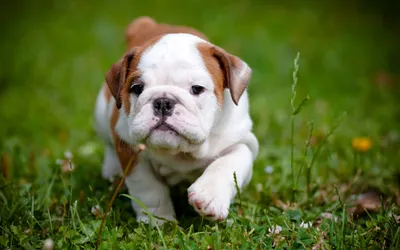 Cute Brown White Bulldog Abstract Wallpaper 4K 2880x1800 Hd, Desktop, Wallpaper, Featuring, A, Cute, Brown, And, White, Bulldog, Puppy, Walking, Ultrawide, QHD