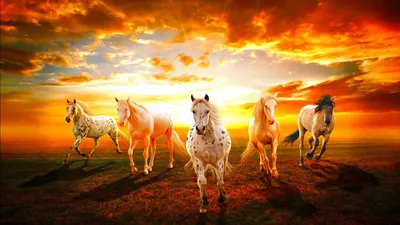Group Five Horses Nature Wallpaper 4K 1920x1080 A, Stunning, Hd, Wallpaper, Featuring, Group, Of, Five, Horses, Running, Against, Vibrant, White, Ultrawide, Full HD