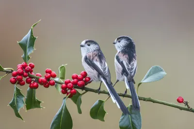 Epic Two Wallpaper Abstract Wallpaper 4K 2048x1365 Two, Long-tailed, Tits, Perched, On, A, Holly, Branch, Red, Berries, Captured, Clear, Gray, Ultrawide, Full HD